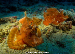 frog fish by Marc Van Den Broeck 